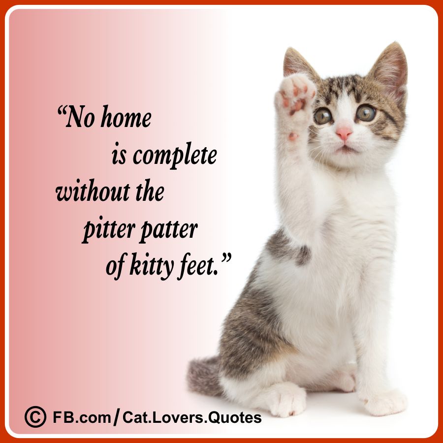 Heart Melting Cat Lover Quotes