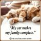 Heart-Melting Cat Quotes 26