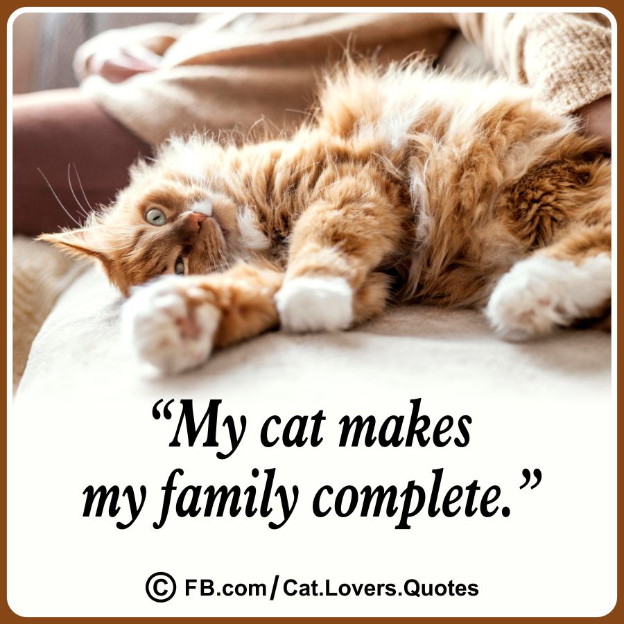 Heart-Melting Cat Quotes 26