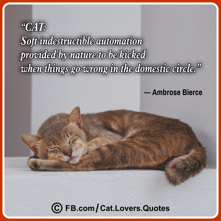 Heart-Melting Cat Quotes 28
