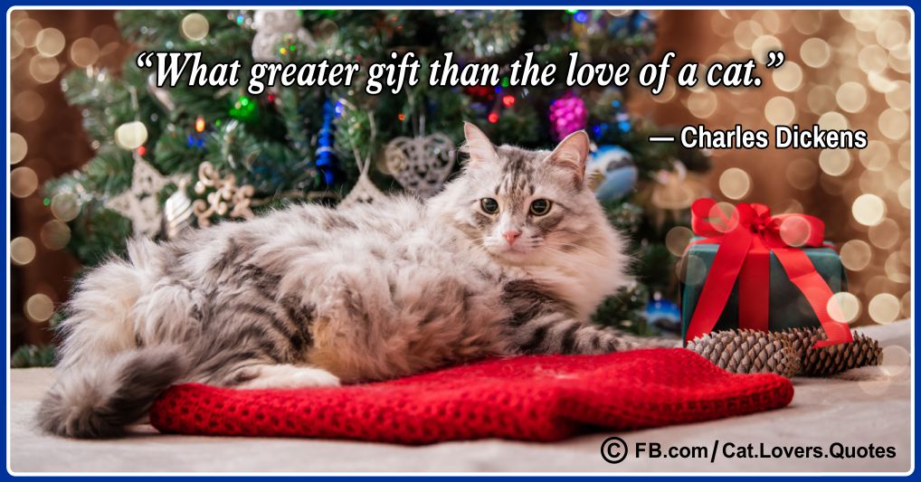 Heart-Melting Cat Quotes 29