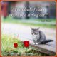 Heart-Melting Cat Quotes 32