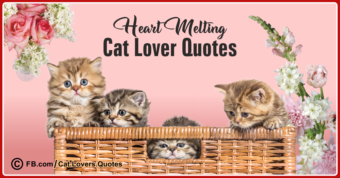 Heart-Melting Cat Lover Quotes